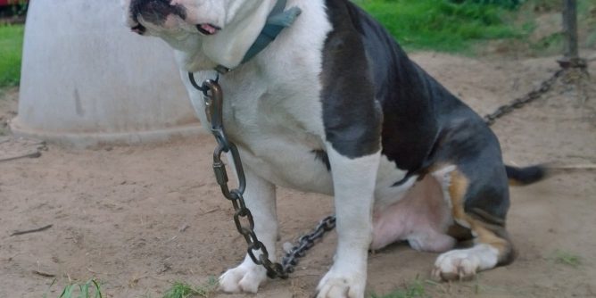 FIFA 08 EUR FRENCHOE PSP ISO