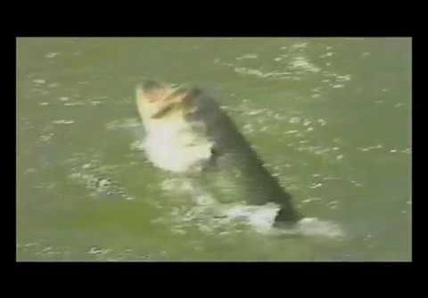 Honkakuha Bass Fishing Game – Lake Masters (JP) PS1 ISO Honkakuha Bass Fishing Game – Lake Masters (JP) PS1 ISO